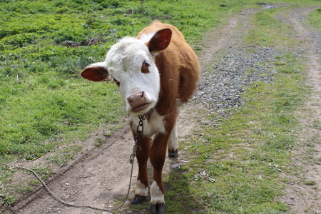 calf from bulgarian vilageの写真素材