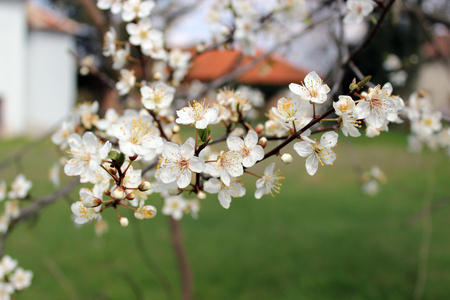 blooming tree from bulgariaの写真素材