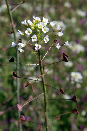 sheepherd's bagの写真素材