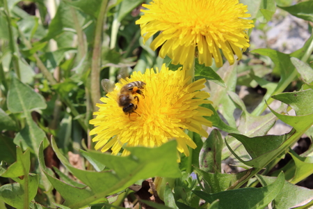 yellow dandelion from bulgariaの写真素材