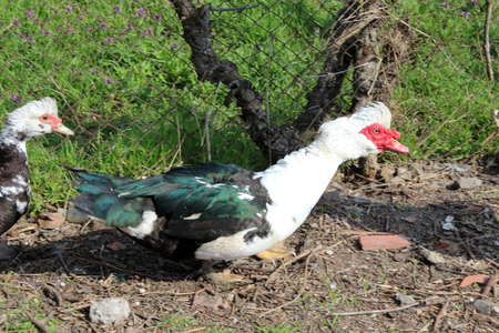 duck redの写真素材