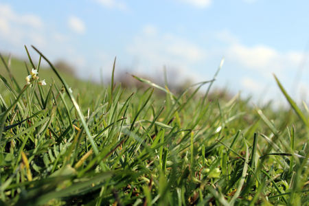grass from the mountain villageの写真素材