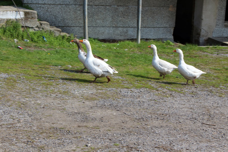 duck in bulgariaの写真素材