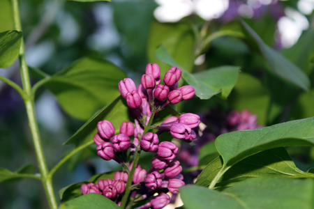 lilac picture from jambolの写真素材