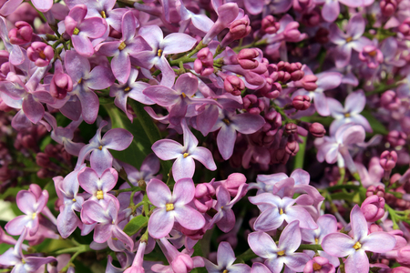 lilacの写真素材