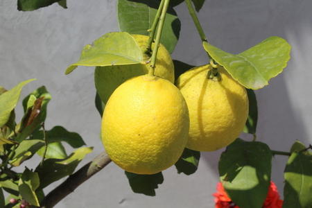 lemon tree in pot from bulgariaの写真素材