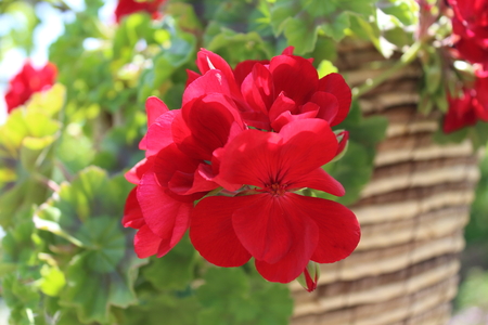 pelargonium pictureの写真素材