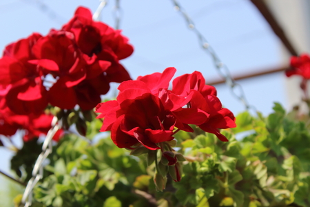 red pelargoniumの写真素材