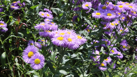 daisies from garden in Bulgariaの写真素材