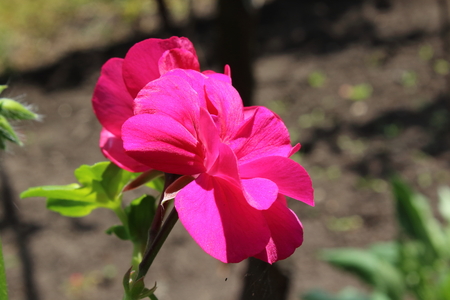pelargonium from bulgarian gardenの写真素材