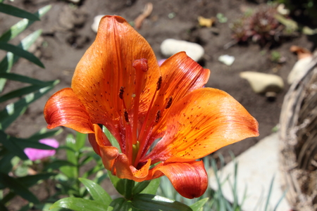 flowesの写真素材