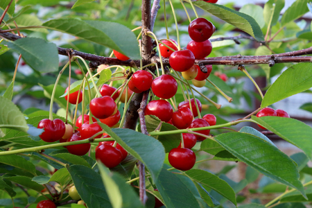 cherryの写真素材