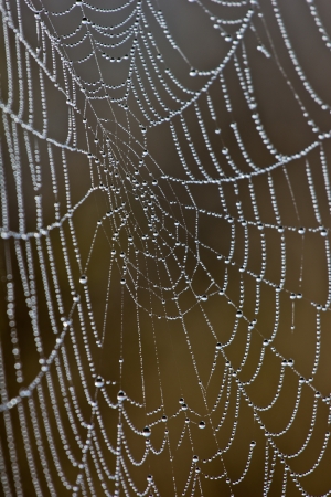 drew on the spider webdrew on the spider webの写真素材