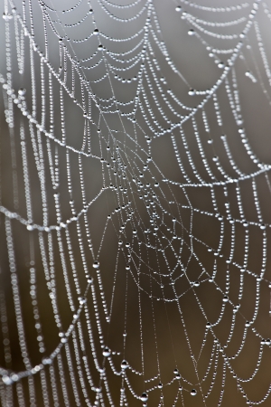 drew on the spider webの写真素材