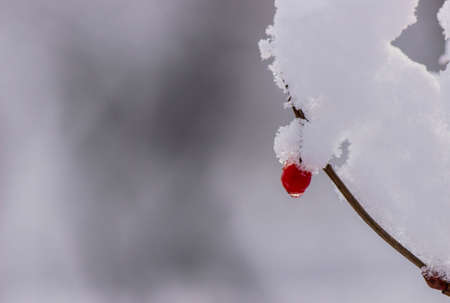 Red berry hanging on a branch under a large load of snowの写真素材