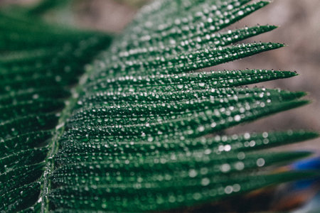 Deep green cycas leaves, shot close-up with water drops macroの写真素材