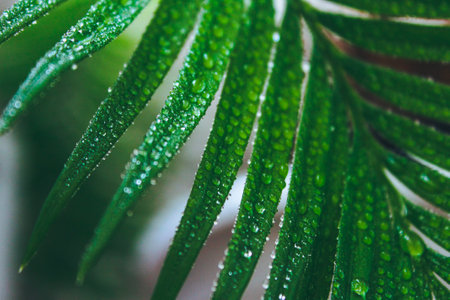 Deep green cycas leaves, shot close-up with water drops macro