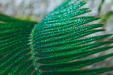 Deep green cycas leaves, shot close-up with water drops macro