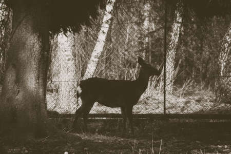 A small roe deer stands under a tree against the backdrop of a mesh fence sepia styleの写真素材