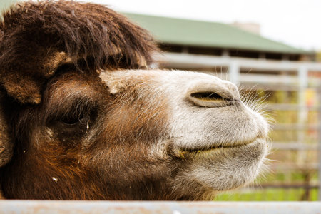 Camel head close up behind bars at the zoo