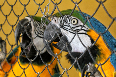 Two large African parrots sit behind a net in the zoo