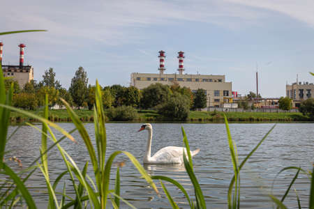 White swan in a pond against the background of industrial buildingsの写真素材