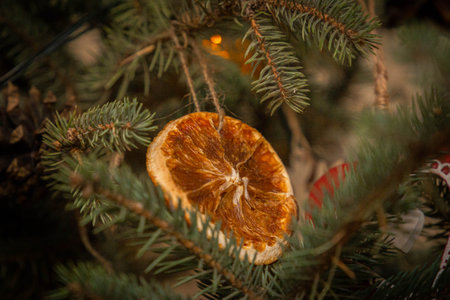 Dried orange slice hanging as decoration on a spruce branchの写真素材