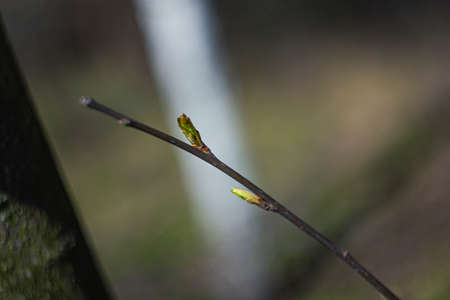 small fluffy rudiments of leaves on a branch in early spring