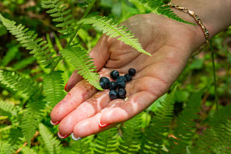 Woman's palm holds freshly picked blueberries between fern leaves. High quality photo
