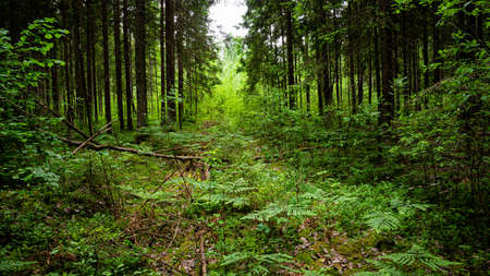 A close up of a lush green forest, Forest clearing into the distance
