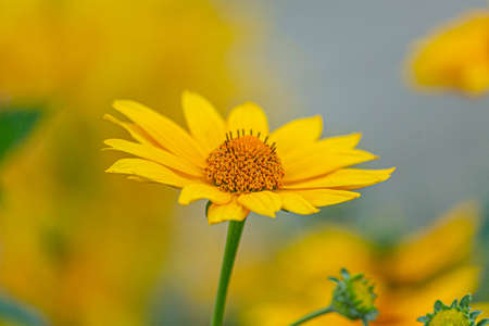 Pretty yellow big chamomile flower on green leg, shot in close-upの写真素材