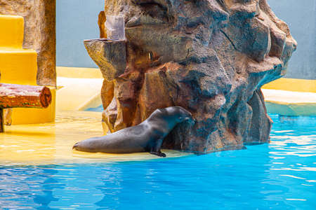 Fur seal during a show at Loro Parque in Tenerifeの写真素材