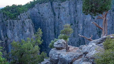 A tree growing on stones on the ustun in the Tazy canyonの写真素材