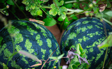 Two small watermelons are lying in the grassの写真素材