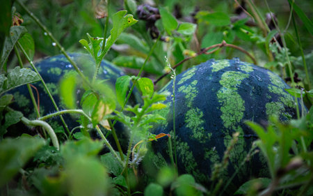 Two small watermelons are lying in the grassの写真素材