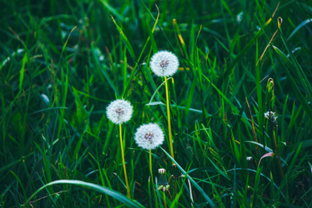 Three fluffy dandelions on a background of green grassの写真素材