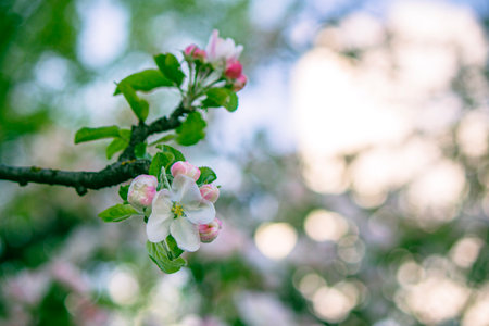 Blooming flowers on a branch of an apple tree in springの写真素材