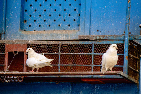 Two white doves are sitting on a rusty structureの写真素材