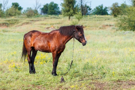 Brown horse in the fieldの写真素材