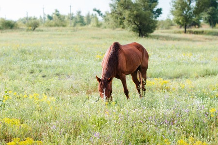 Brown horse eating grass on the fieldの写真素材