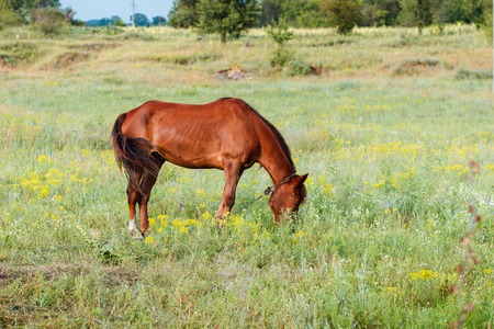 Brown horse eating grass on the fieldの写真素材