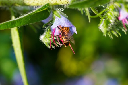 bee collects pollen from a purple bluebells after rainの写真素材