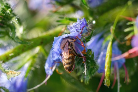 bee collects pollen from a purple flower after rainの写真素材