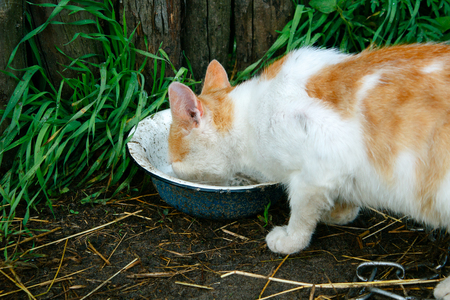 Red cat drink dirty rainwater from an old metal bowl. The bowl is on the ground near the wooden fenceの写真素材