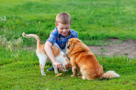 smiling little boy feeds homeless cat and redhead stray  dog in the yardの写真素材