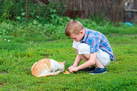 little boy  feeds homeless cat  in a gardenの写真素材