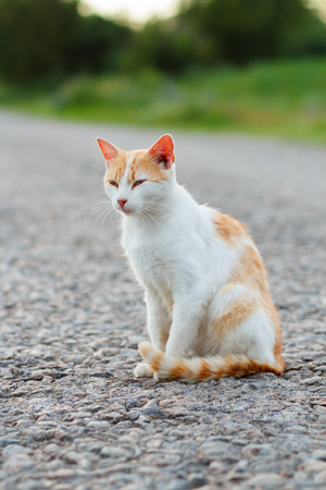 Homeless red cat sitting on the warm asphalt road. Stray cat screwed up his eyes. Sunsetの写真素材