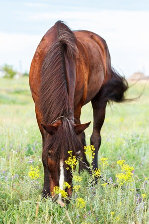 Brown horse grazing on a leash, horse in the field at the eveningの写真素材