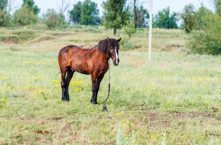Brown horse in the fieldの写真素材