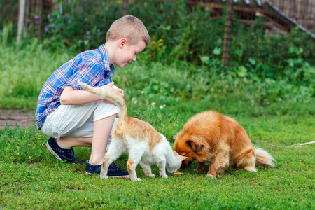 little boy feeds the stray cat and red-haired homeless dogの写真素材